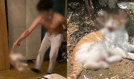 虐猫视频,人性与道德的拷问